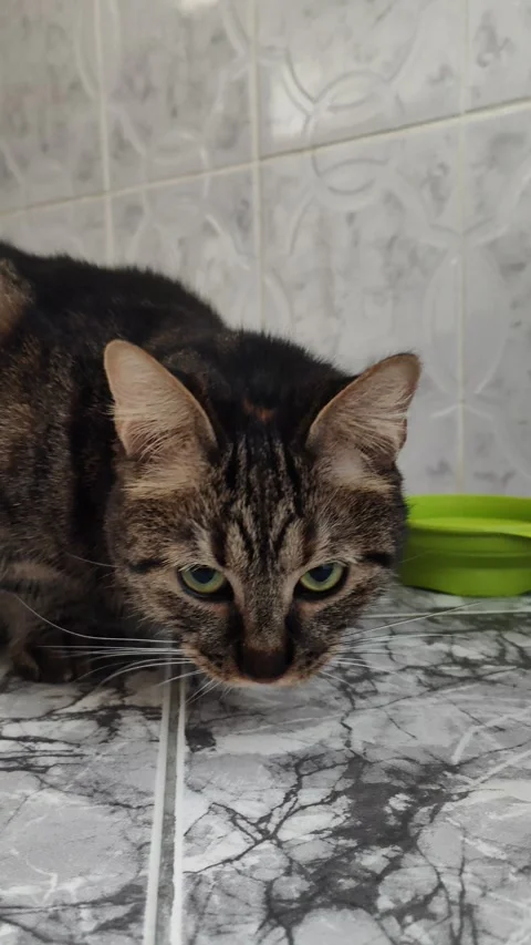 Cute cate eats from the ground Video stock 285729024