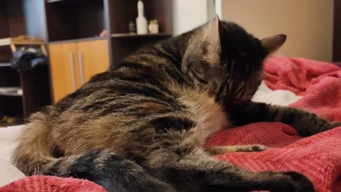 Cute cate licks herself Video stock 285730564