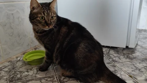 Cute cate watching Video stock 285728991