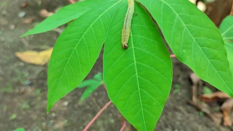 Cute caterpillar Stock Footage 211055052