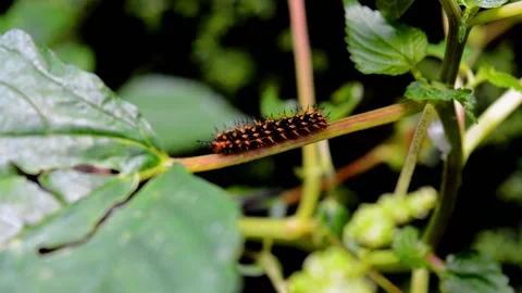 Cute caterpillar Stock-Footage 230212459