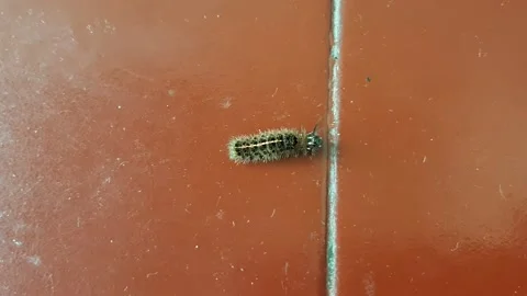 Cute Caterpillar Stock Footage 237614287