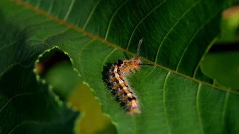Cute caterpillar on a green leaf Stock Footage 229604089