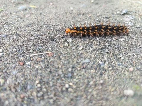 Cute caterpillar Fotos de archivo