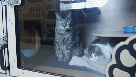 Cute Cats at Adoption Center Stock Footage 288534320