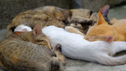 Cute cats are sleeping. Stock Footage 112732266