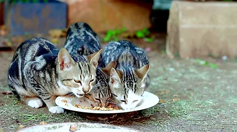 Cute cats (between ages of 3 - 6 months) eating during dinner time.  Stock Footage