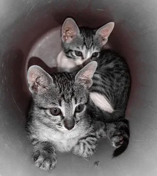 Cute cats on bucket Stock Photos