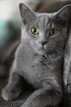 Cute CATS cat Stock Photos