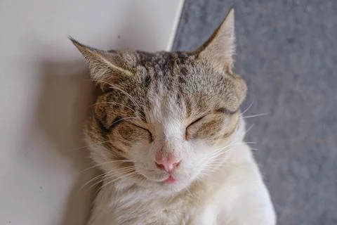 A cute cat's face while it's sleeping on the ground Stock Photos
