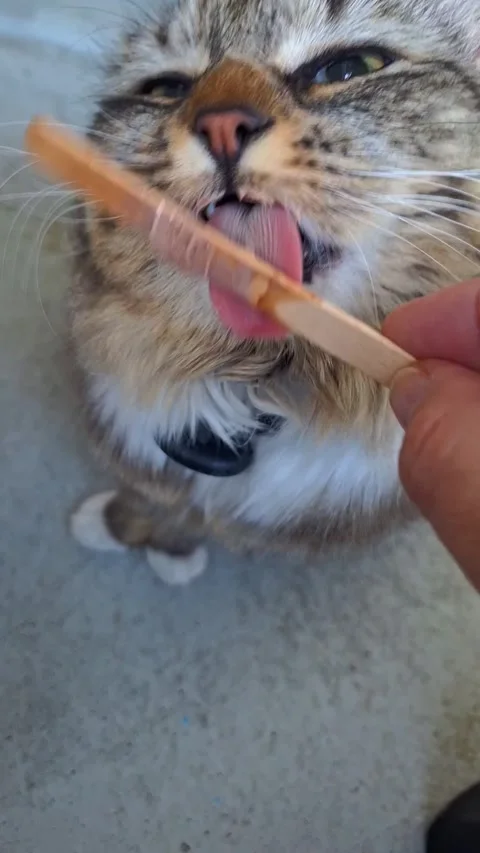 Cute Cats know that fine ice cream is always good for cooling down. Stock Footage 337234110