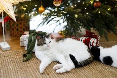 Cute cats lying down under beautiful xmas tree with warm bokeh lights and p.. Stock Photos