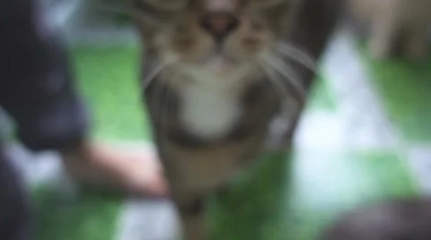 Cute Cat's Muzzle Sniffing the Camera Lens. Slow Motion Stock Footage 66195337