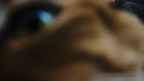 Cute Cat's Muzzle Sniffing the Camera Lens. Slow Motion bokke Stock-Footage 85573979