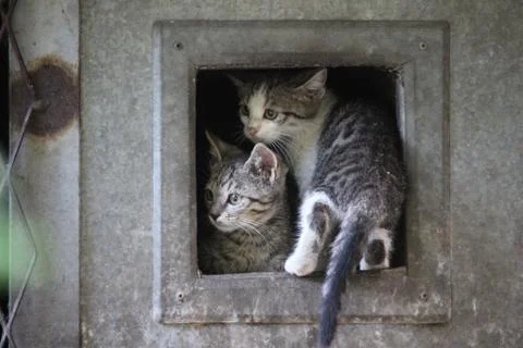 Cute cats Stock Photos