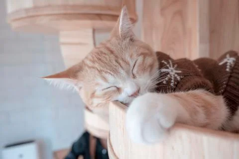 Cute cats Stock Photos