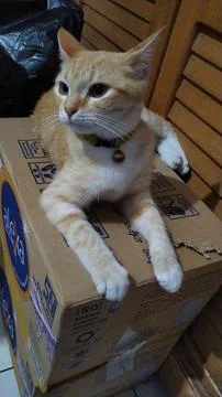 CUTE CATS Photos