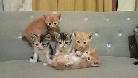 Cute cats Stock Photos