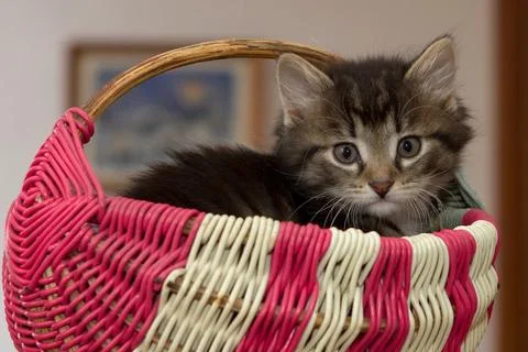 Cute cats Stock Photos