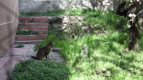 Cute cats playing in the garden Stock Footage 178870684