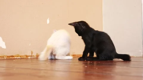 Cute Cats Playing Together Stock Footage 53746798