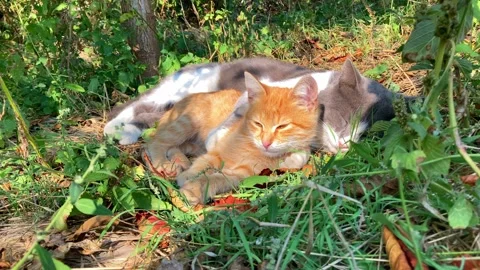 Cute cats sleeping in an embrace Stock Footage 253643544