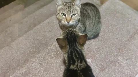Cute cats on the stairs 動画素材 243378545