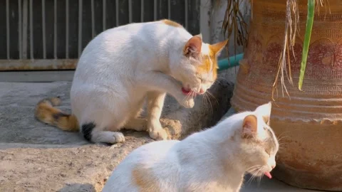 Cute cats.Cute crossbreed cat while grooming itself. Beautiful street cats. Stock Footage 342612547