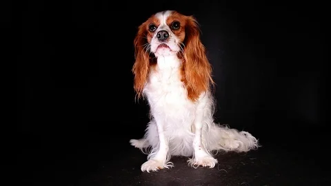 Cute cavalier king charles spaniel puppy dog videos Video stock 99327209