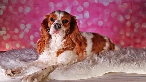 Cute Cavalier king charles spaniel puppy dog Stock Footage 113201614