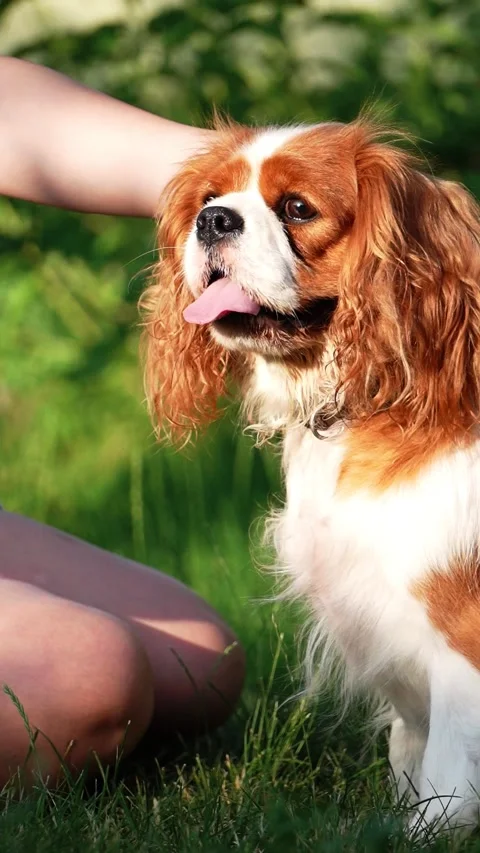 Cute Cavalier King Charles Spaniel on a walk in the park Stock-Footage 261011934