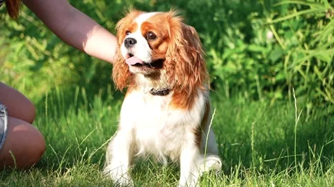 Cute Cavalier King Charles Spaniel on a walk in the park Stock Footage 261011939