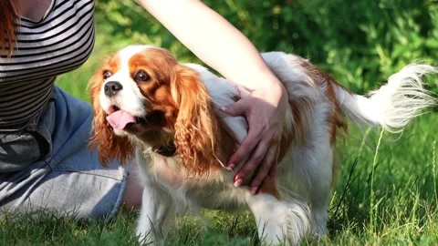 Cute Cavalier King Charles Spaniel on a walk in the park Stock Footage 261011940
