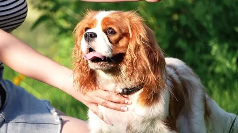 Cute Cavalier King Charles Spaniel on a walk in the park Stock Footage 261011988