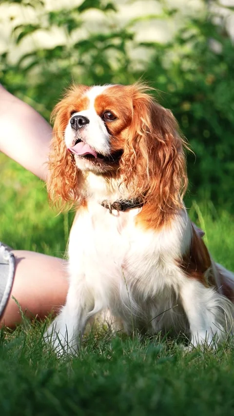 Cute Cavalier King Charles Spaniel on a walk in the park Stock Footage 261011989