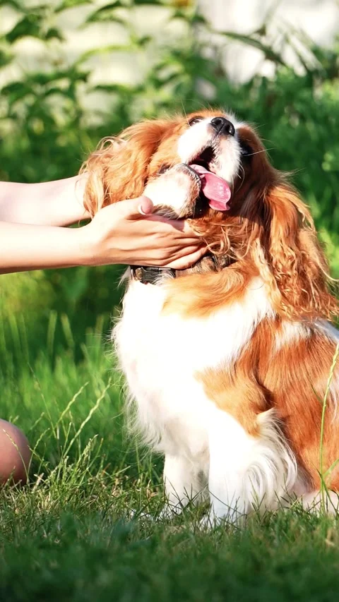 Cute Cavalier King Charles Spaniel on a walk in the park Stock Footage 261011998