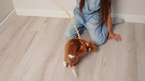 Cute Cavalier King Charles Spaniel puppy plays with his owner girl, bites soft Stock Footage 270084442