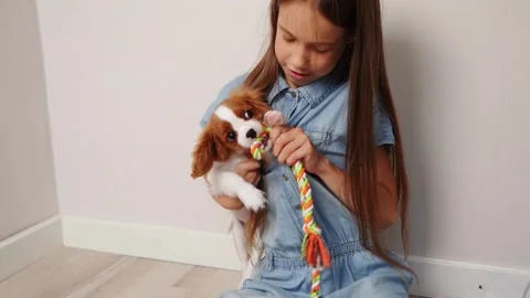 Cute Cavalier King Charles Spaniel puppy plays with his owner girl, bites soft Stock Footage 270790604