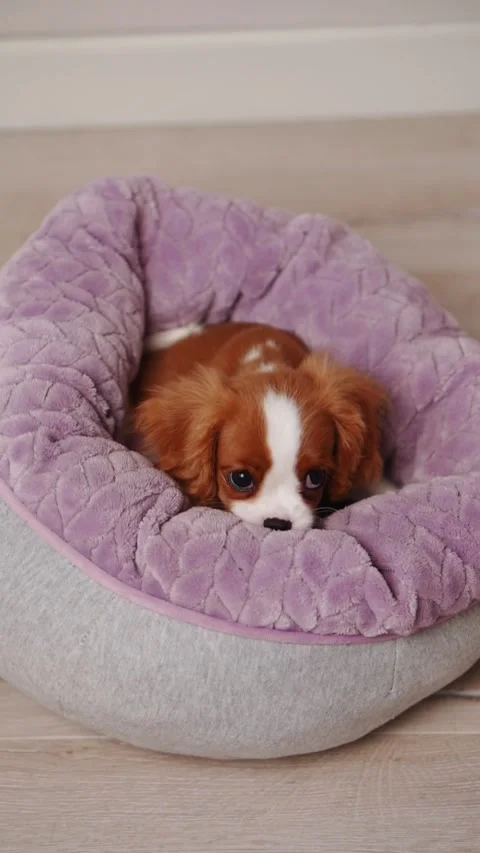Cute Cavalier King Charles Spaniel dog puppy lies in dog bed at home, sad Stock Footage 271223417