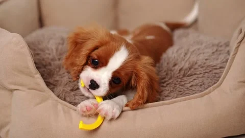 Cute Cavalier King Charles Spaniel puppy with beautiful coat color chews yellow Stock Footage 272654750