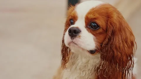 Cute Cavalier King Charles Spaniel exploring a sunny patio in the afternoon Video stock 281836437