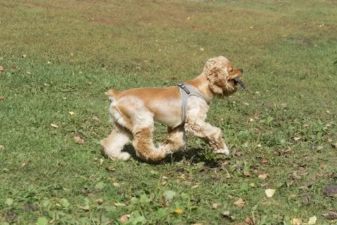 Cute cavalier king charles spaniel puppy is running with stick in his teeth. Stock Photos