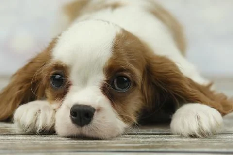 Cute cavalier King Charles spaniel puppy Stock Photos