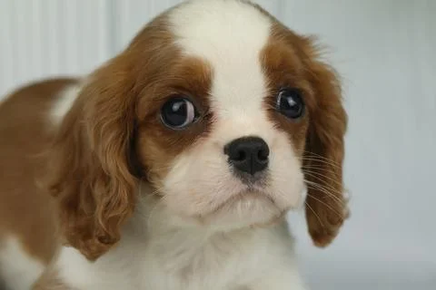 Cute cavalier King Charles spaniel puppy Stock Photos