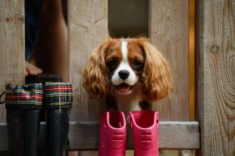 Cute Cavalier King Charles Spaniel dog peeking through wooden fence near rain Stock Photos