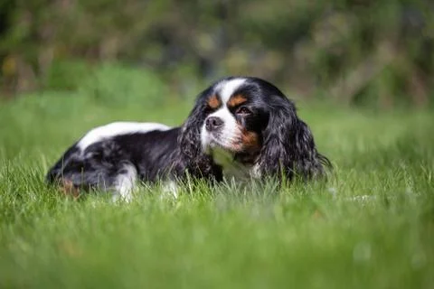 Cute cavalier spaniel on the grass Stock Photos