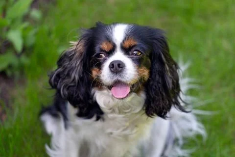 Cute cavalier spaniel Stock Photos
