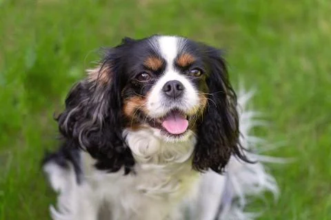 Cute cavalier spaniel Foto stock