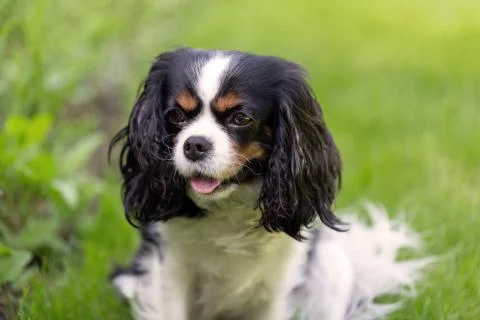 Cute cavalier spaniel Stock Photos