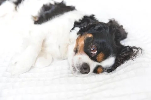 Cute cavalier spaniel resting Foto stock